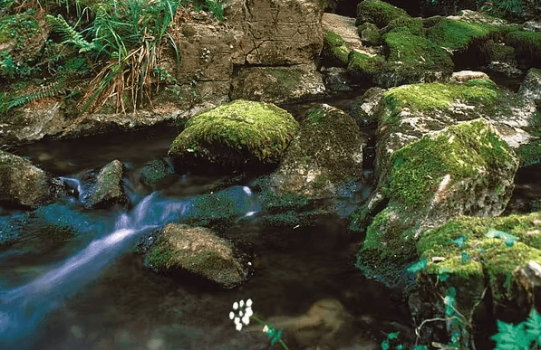 Entradas de la Cueva del Lloviu, en el concejo de Villaviciosa, junto al río España (Asturias).