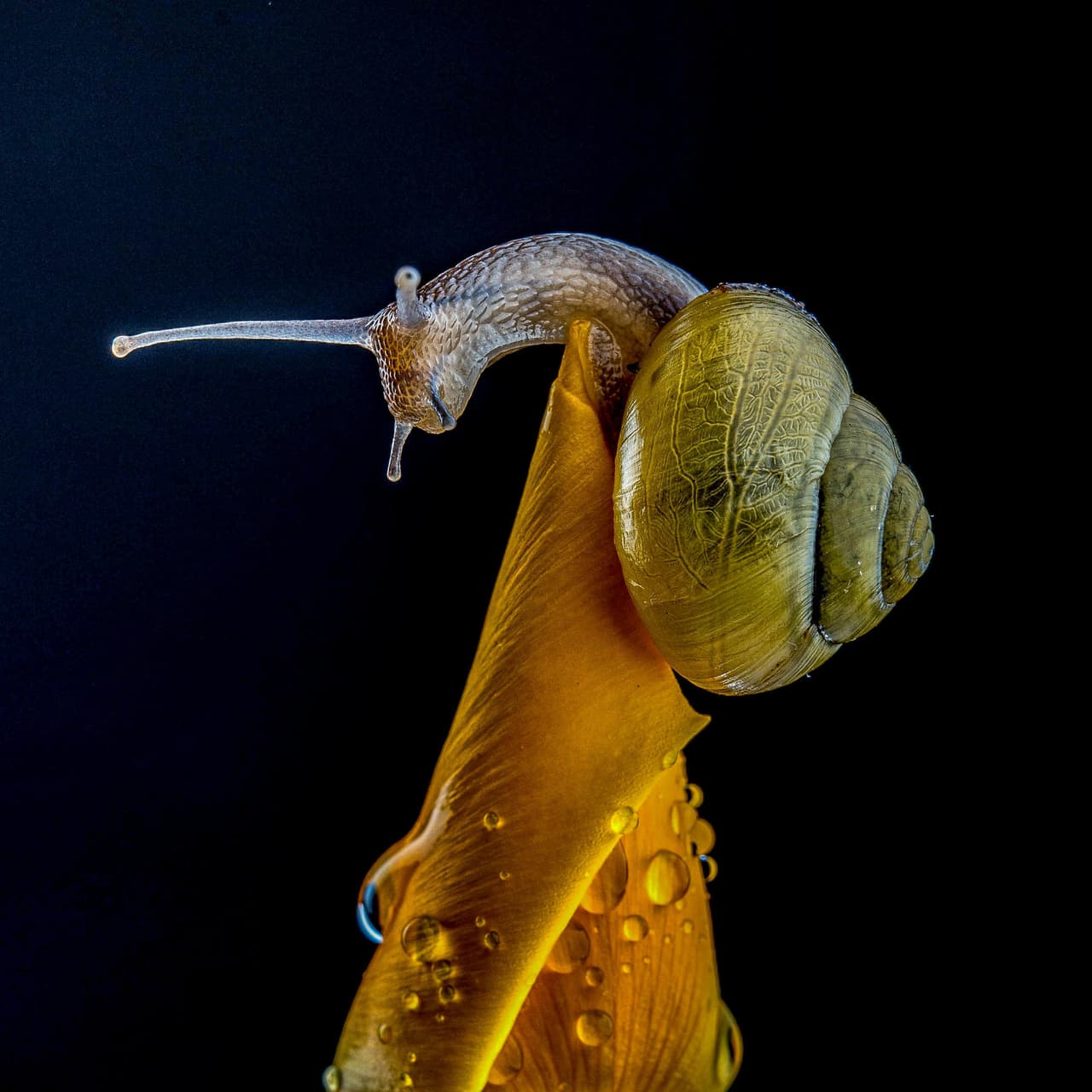 <b>‘Caracol’</b>. Tercer lugar en la categoría 'caracoles y babosas’. Una hermosa combinación de flora y fauna en esta colorida y detallada foto, capturada en Escocia.