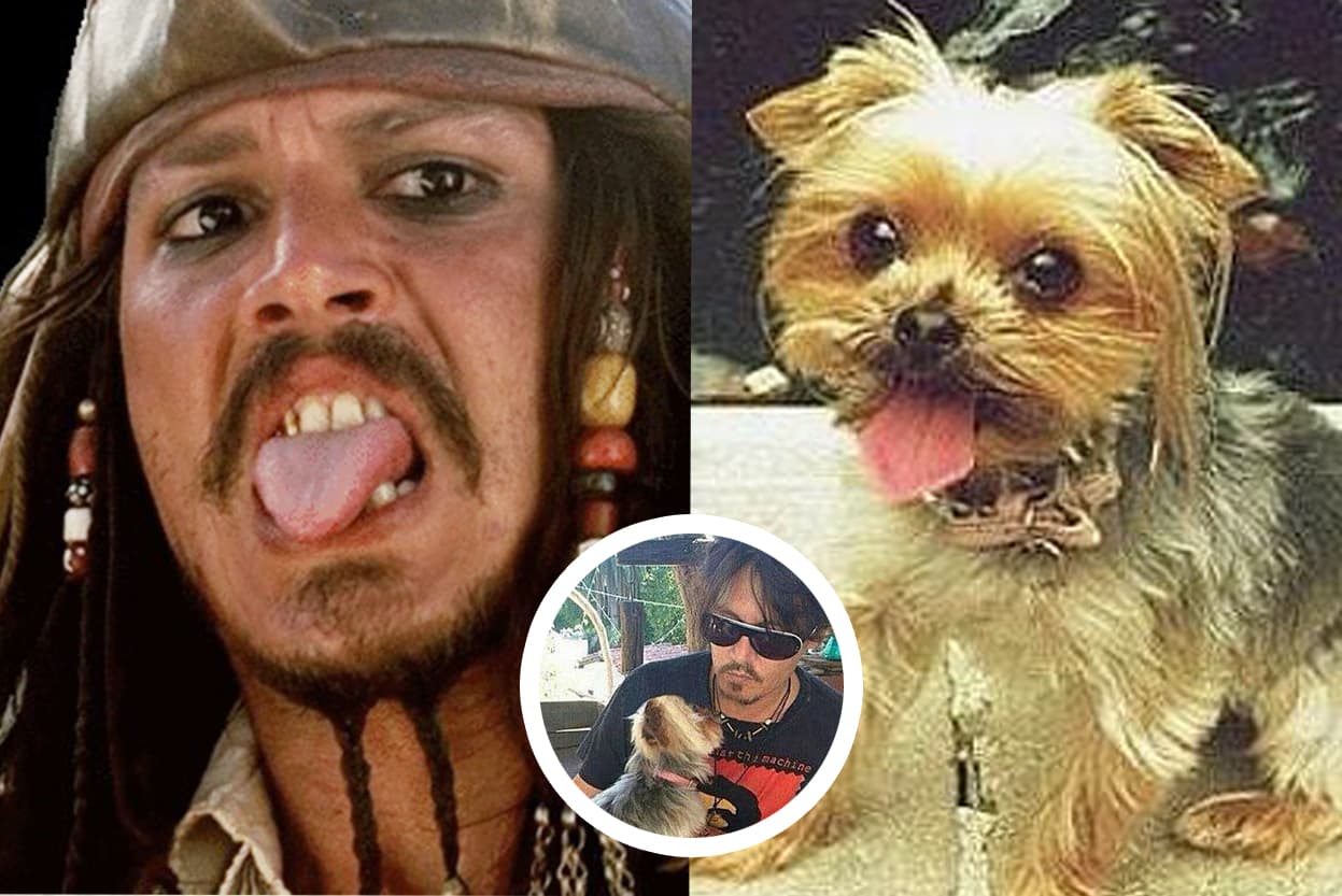 <b>Johnny Depp </b>Quiere tanto a sus mascotas que casi va a prisión por llevarlas ilegalmente a Australia.