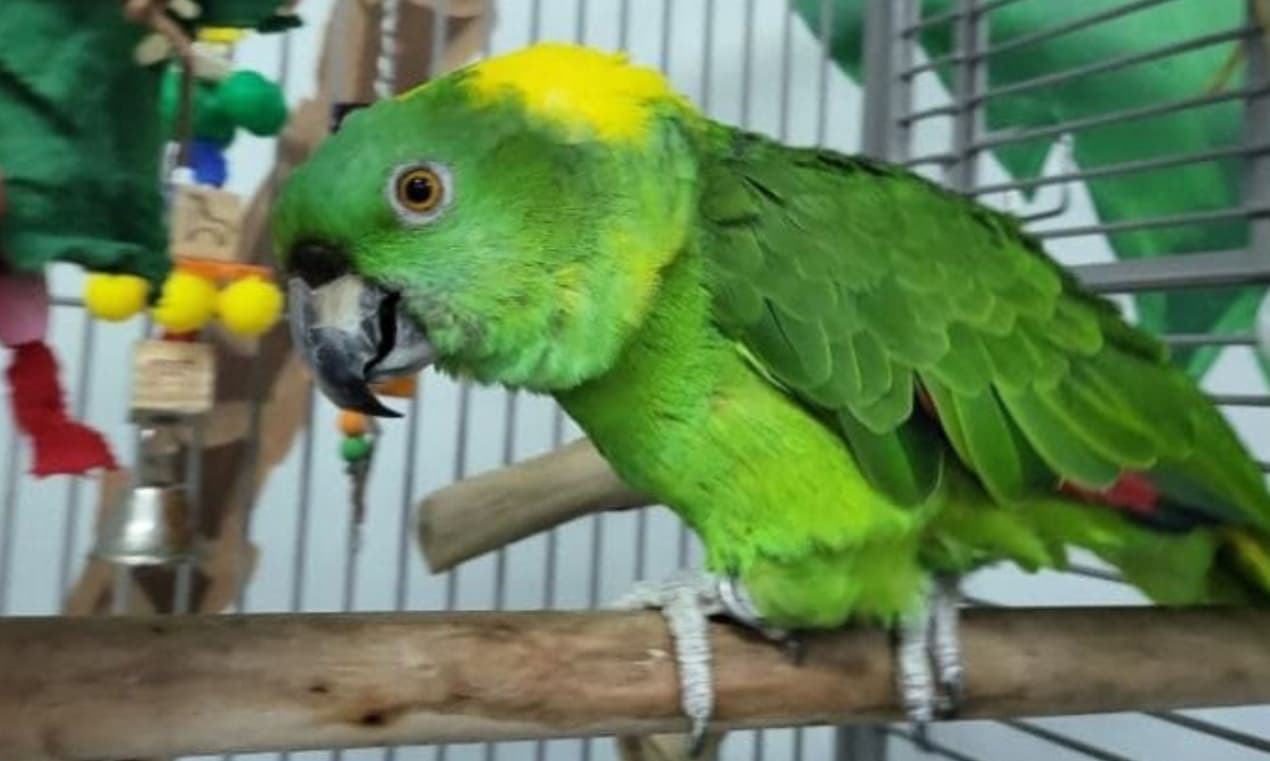 Ofrecen 20 mil dólares de recompensa por 28 loros que fueron robados de un refugio de aves en Punta Gorda 