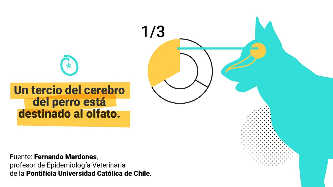 <a href="https://www.univision.com/noticias/los-perros-pueden-oler-si-alguien-tiene-el-coronavirus-esto-es-lo-que-sabemos" target="_blank">Aquí puedes leer la explicación completa</a>.