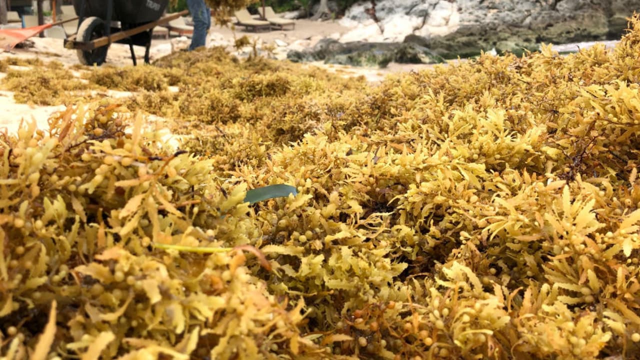 Con el equivalente a 880 camiones cargados de sargazo quedarán limpias las playas de Miami-Dade