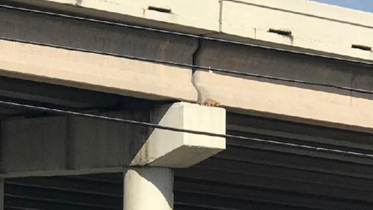 Un 
<a href="https://www.facebook.com/houstonspca/posts/10159228191926328" target="_blank">gatito logró salvarse</a> tras quedar atrapado en la viga de una autopista en Houston.