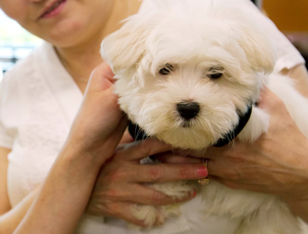 Ten en cuenta que los datos que compartimos son netamente informativos y no de diagnóstico. Si crees que tu mascota tiene un golpe de calor comunicate de emergencia con el veterinario.
