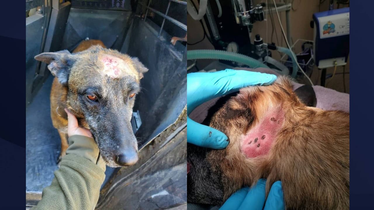 Oficial canino herido de bala tras una situación de barricada en Buckeye