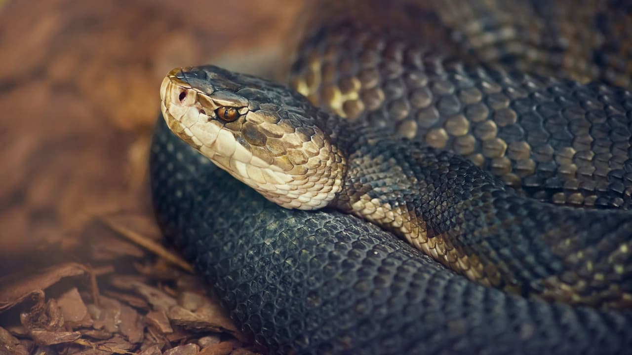 <b>¿Vives en Texas?</b> Entonces presta atención: con la llegada del calor, también llega la temporada de serpientes. Aquí te contamos todo lo que necesitas saber para
<b> proteger a tu familia y estar preparados.</b>