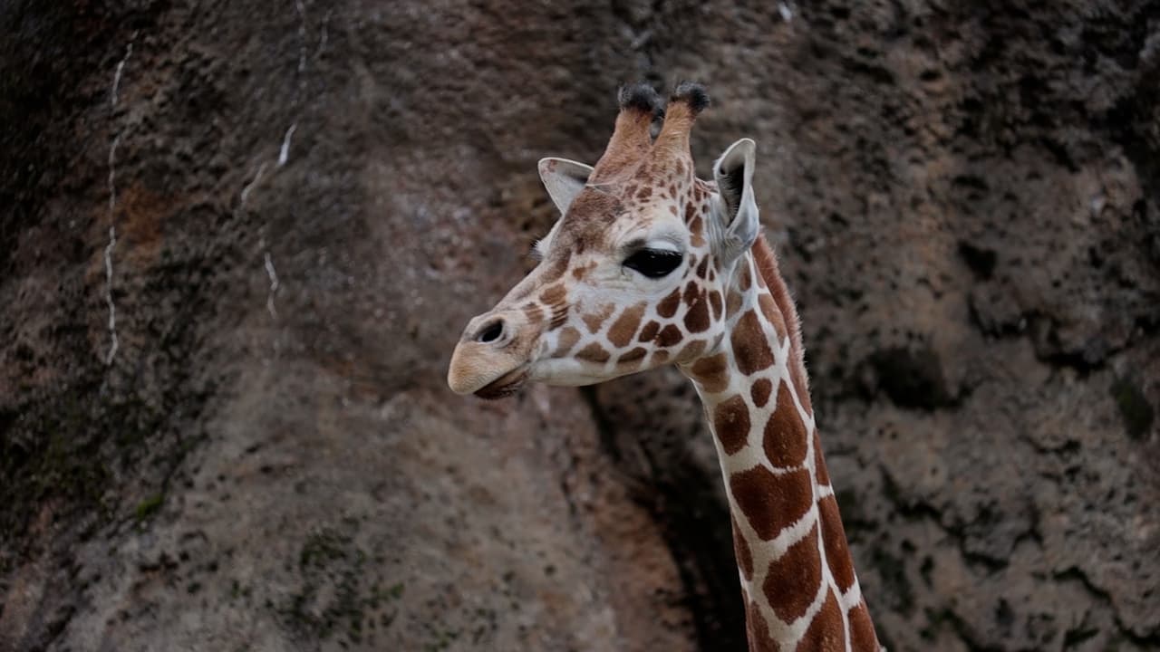 En las semanas previas a la mudanza, el personal del zoológico de Filadelfia trabajó estrechamente con el equipo del zoológico de Knoxville para garantizar un viaje seguro para la espigada joven.
