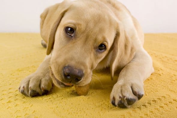 Síntomas de alarma: debilidad, vómitos y sangre en la orina. Ante cualquier duda, ¡consulta al veterinario!