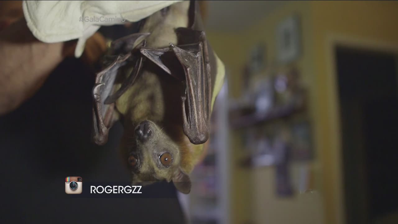 Ellos le mostraron algunas especies.