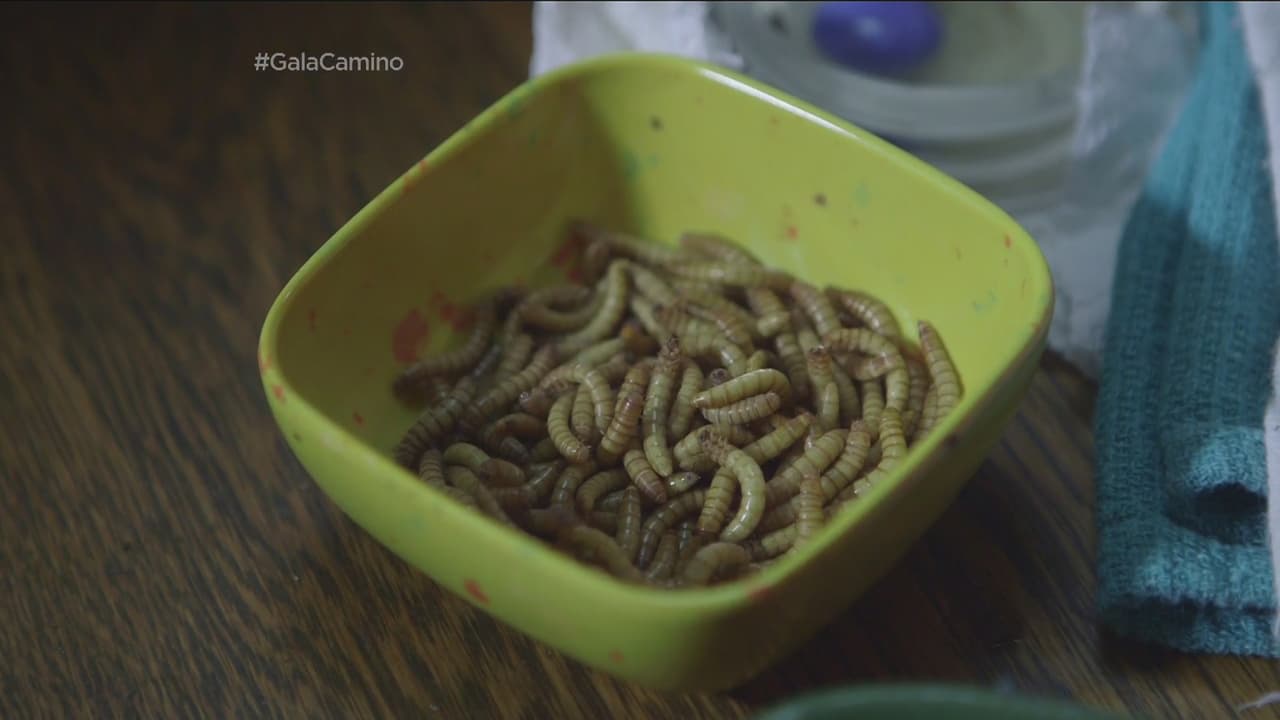 Algunos comen gusanos.