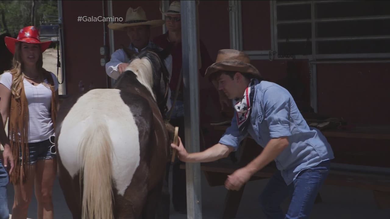 Roger aprendió a cepillar a los caballos.