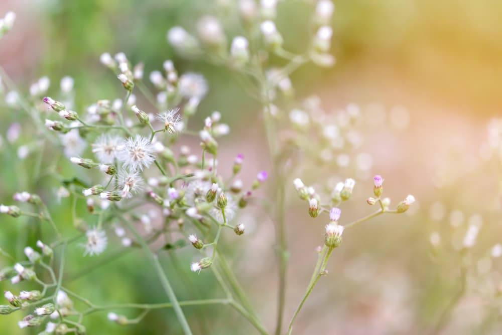 <b>ROMPEZARAGÜEY</b>
<br>Es un arbusto nativo de Cuba muy común en toda la isla, muy usada en la religión santera, en particular para la deidad yoruba Changón. Con ella puedes purificar tu hogar, eliminando rastros de mal de ojo, hechizos, brujería y 'salaciones'.