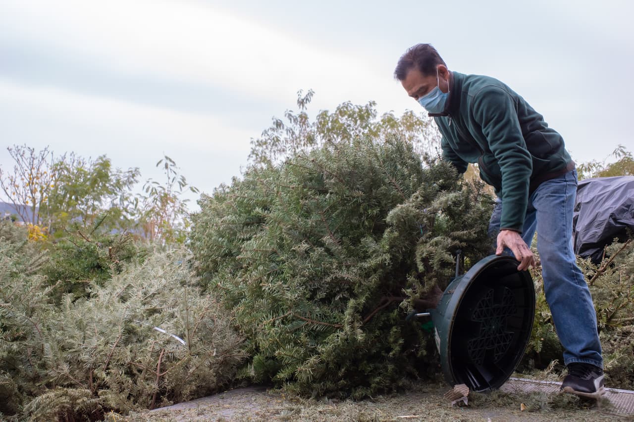 <b>Tucson</b>
<br>- Oro Valley Lot - 9451 N Egleston Drive
<br>- Golf Links Sports Park - 2400 S. Craycroft Rd.
<br>- Tucson Rodeo Grounds - 3rd Ave. 
<br>- Los Reales Sustainability Campus - 5300 E. Los Reales Rd.
<br>- Tank's Speedway Recycling & Landfill Facility - 7301 E Speedway
<br>- Tank's Ina Land Reclamation Facility - 5300 W Ina Rd.
<br>- Purple Heart Park - 9820 E. Rees Loop
<br>- Randolph Golf Course - 600 S. Alvernon Way
<br>- Joaquin Murrieta Park - 1375 N. El Rio Drive.
<br>Más información: 
<a href="https://www.tucsonaz.gov/Departments/Environmental-and-General-Services/Residential-Services/Recycling-Services/TreeCycle" target="_blank">www.tucsonaz.gov</a>