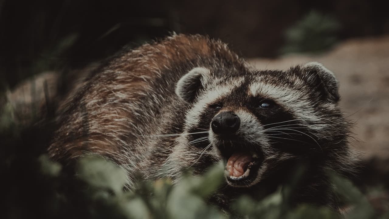 Alertan por posibles casos de rabia en Gwinnett