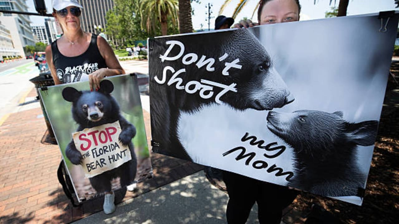 Cacería del oso negro vuelve a Florida: permisos limitados y fuerte oposición ambiental