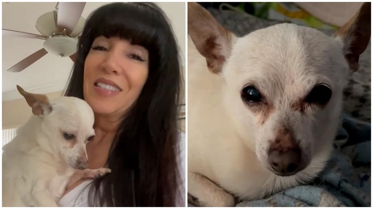 Con 21 años, un perro de Florida rompe el récord como el más viejo del mundo 