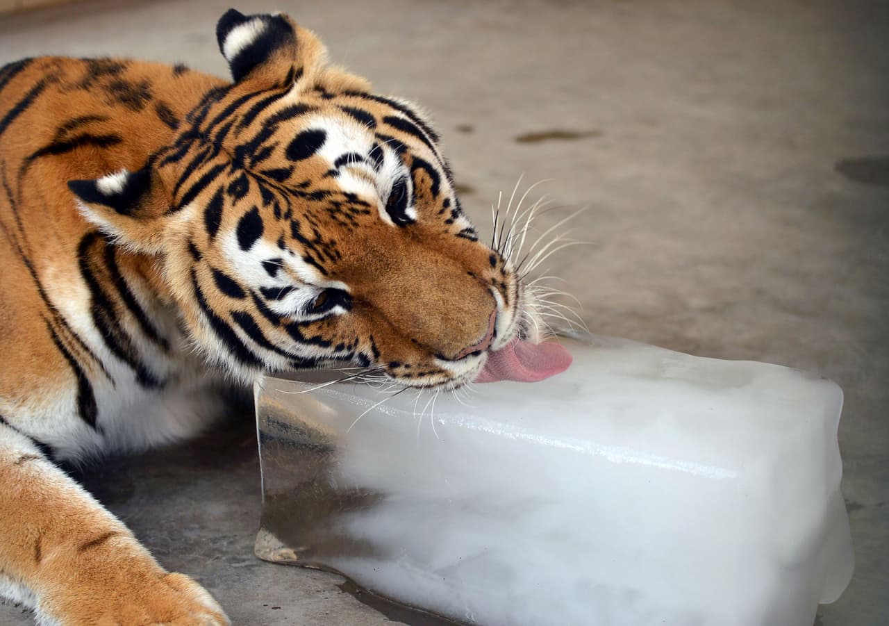 El calor no debe tomarse a la ligera. Basta una temperatura constante de 35 grados durante mucho tiempo seguido para que el calor comience a ser potencialmente mortal para las personans y también para los animales. En Pakinstán, donde está este felino, las temperaturas superan los 45 grados.