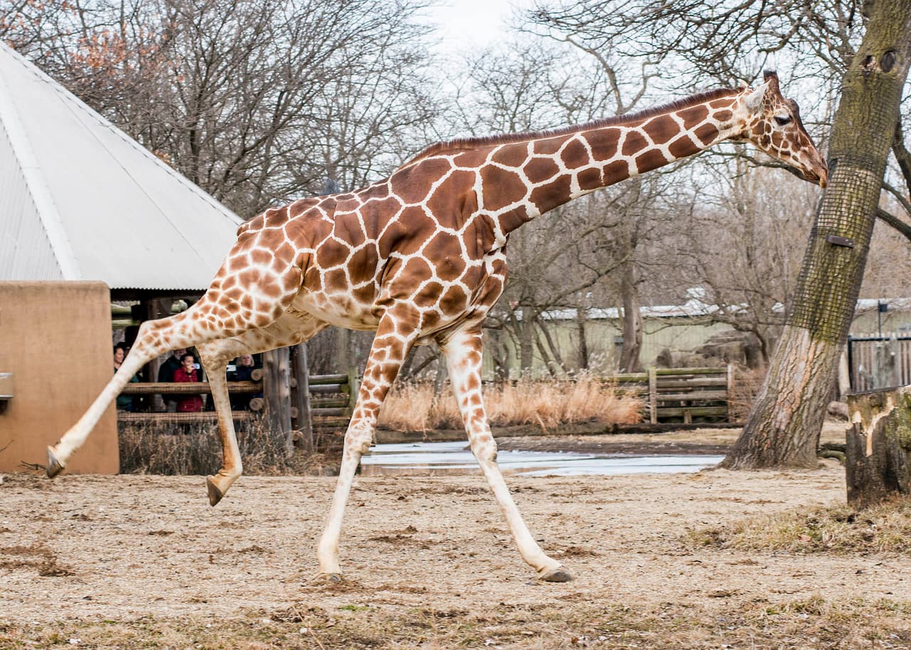 Arnieta, una jirafa de 13 años en el zoológico de Brookfield, estira las piernas después de tener acceso al hábitat al aire libre hoy, 5 de marzo.