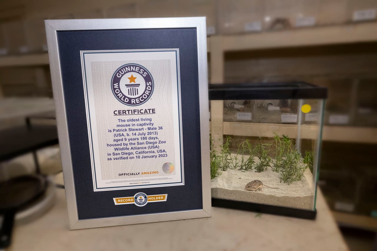 El certificado del récord Guinness que recibió Pat, quien se ve, diminuto, en una vidriera.