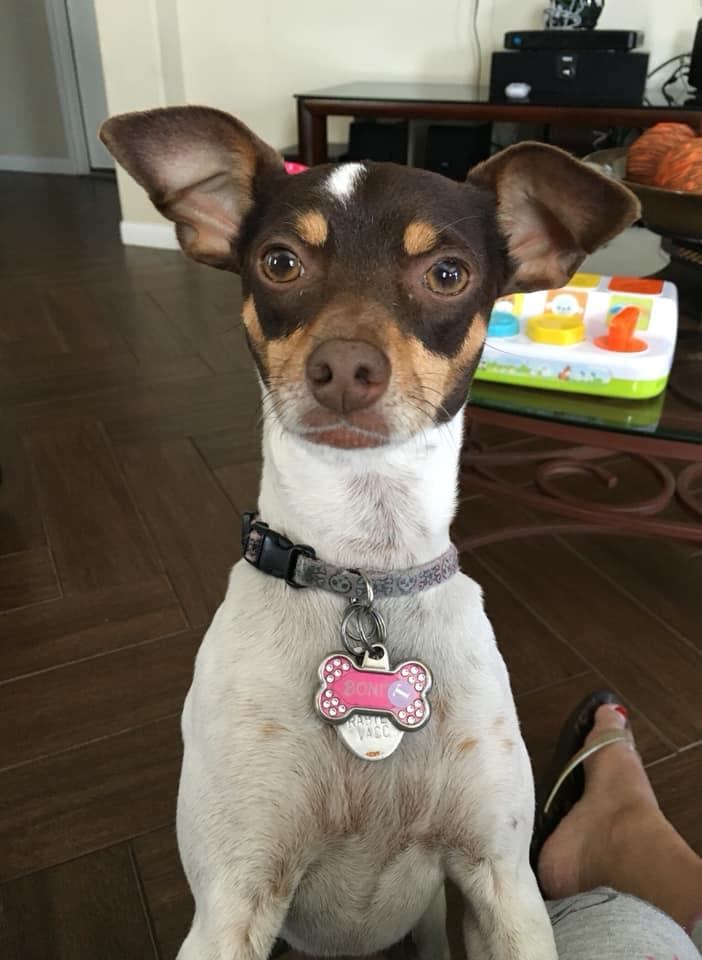 "Bonita mi hija perruna 😍🐶" dice Johana.