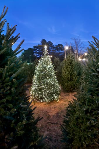 <b>Elgin Christmas Tree Farm</b> 
<br>120 Natures Way, Elgin, TX 78621 
<br>
<br>Este lugar ofrece árboles de Navidad que puedes elegir y cortar. Abre justo el día después del Día de Acción de Gracias, de lunes a jueves de 10 a.m. a 2 p.m., viernes y sábado: de 10 a.m. a 5:30 p.m., domingo de 12 p.m. a 5:30 p.m. A medida que avanza la temporada, los precios bajarán. Precio mínimo para elegir y 'cortar árboles es de 25 dólares.