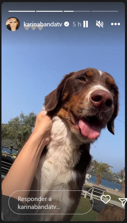 En Turquía es común ver a perros o gatos viviendo en la calle, sin embargo, y a diferencia de otras naciones, sobreviven en esas condiciones bajo protección gubernamental. 
<br>