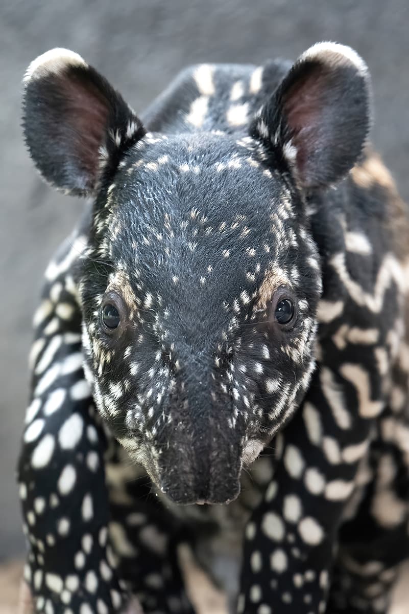Este es el primer nacimiento exitoso de esta especie de tapir malayo en el Zoo de Miami luego de 18 años.
<br>