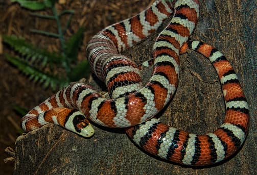 Las king snake tienen bandas de colores similares aunque en una disposición diferente. Presentan un patrón de anillos de color rojo, naranja/rosado, negro y blanco -a veces amarillo-, variables en grosor.
