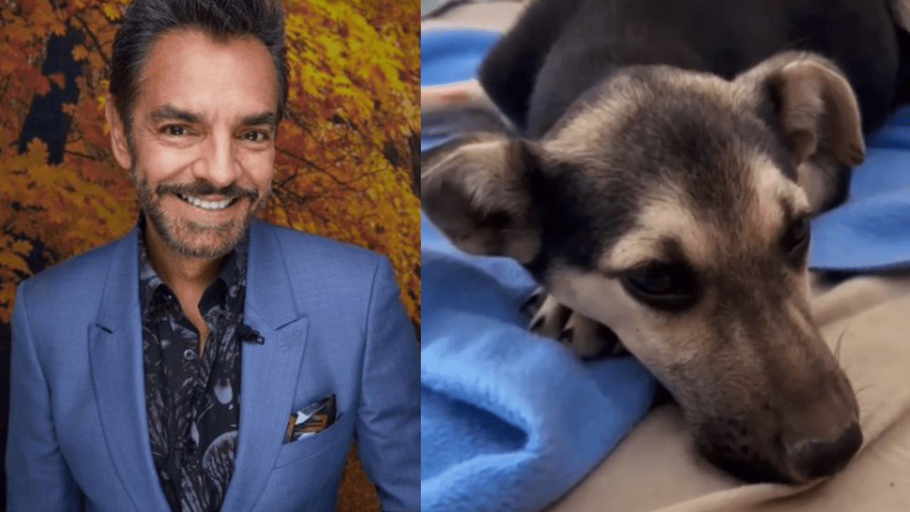 Eugenio Derbez rescata a perritos de la calle y pide ayuda para encontrarles hogar