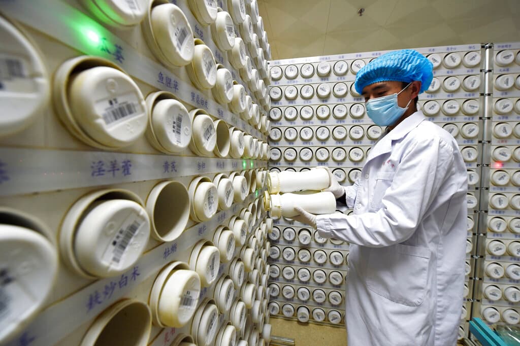 En esta fotografía publicada por la agencia noticiosa Xinhua, un farmacéutico procesa gránulos de la medicina tradicional china en el hospital provincial de Gansu especializado en este tipo de medicina, en Lanzhou, en la provincia noroccidental china de Gansu.
