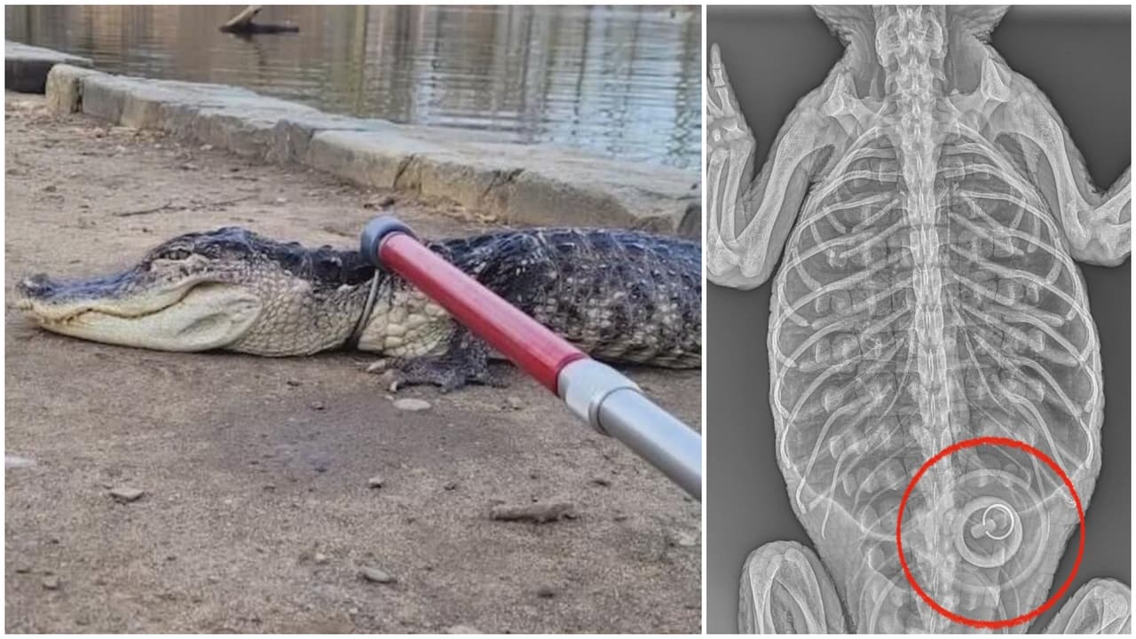 'Godzilla', el caimán que ingirió tapón de bañera y fue arrojado a lago de NYC, muere en zoológico del Bronx
