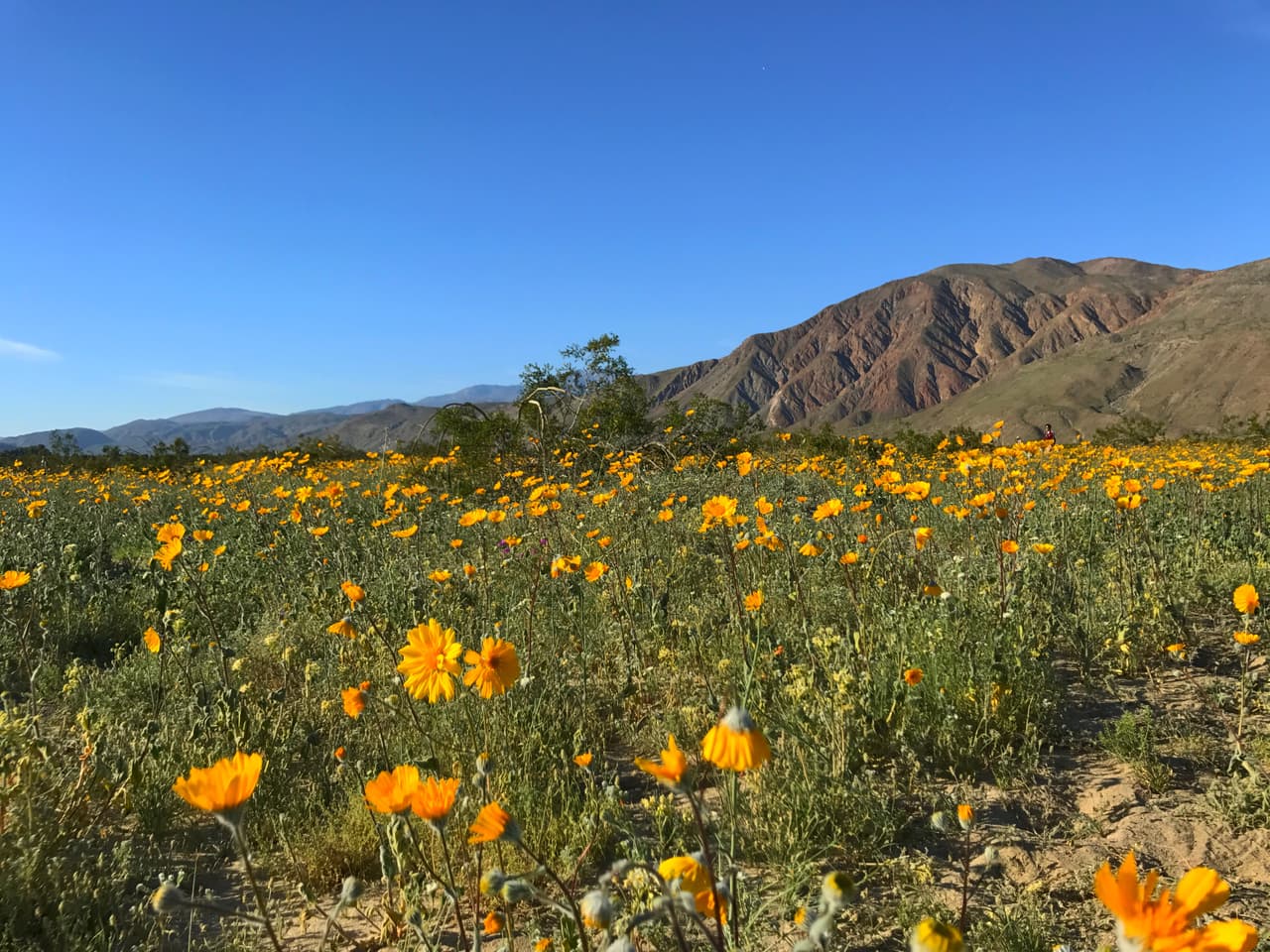 Visitantes pueden observar una multitud de flores silvestres en la región.