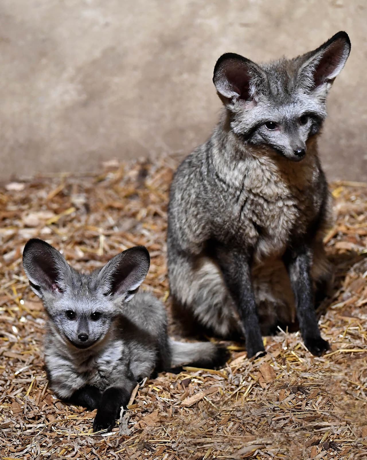 Otra foto de uno de los bebés con su papá. Después de su nacimiento, las dos hembras y un macho, llamados Helen, Jane y Edward, permanecieron en su guarida durante varias semanas.