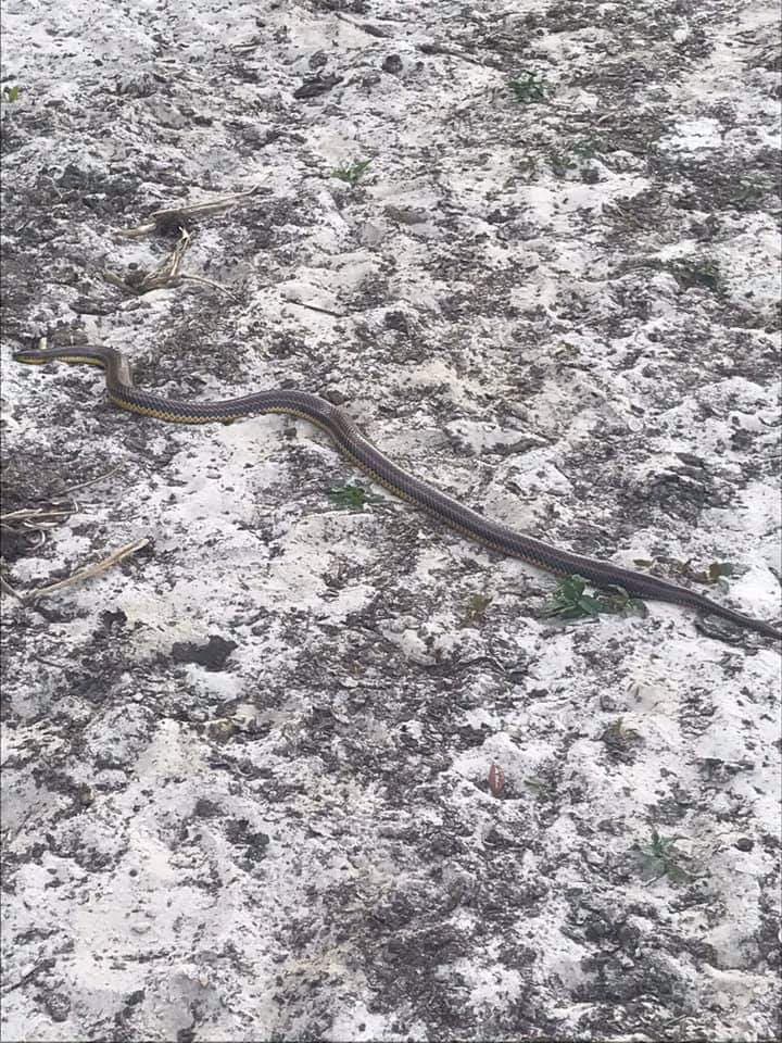 Los biólogos creen que la serpiente cayó al bosque, luego de la reducción en el nivel del embalse en la reserva Rodman.