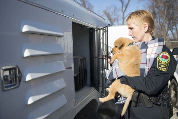 Por el momento los caninos se encuentran en un proceso de recuperación, para que después puedan encontrar un hogar con verdaderas personas que los amen y procuren.