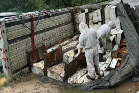 Millones de abejas se liberan en Texas tras volcadura de camión con colmenas en el condado de Orange