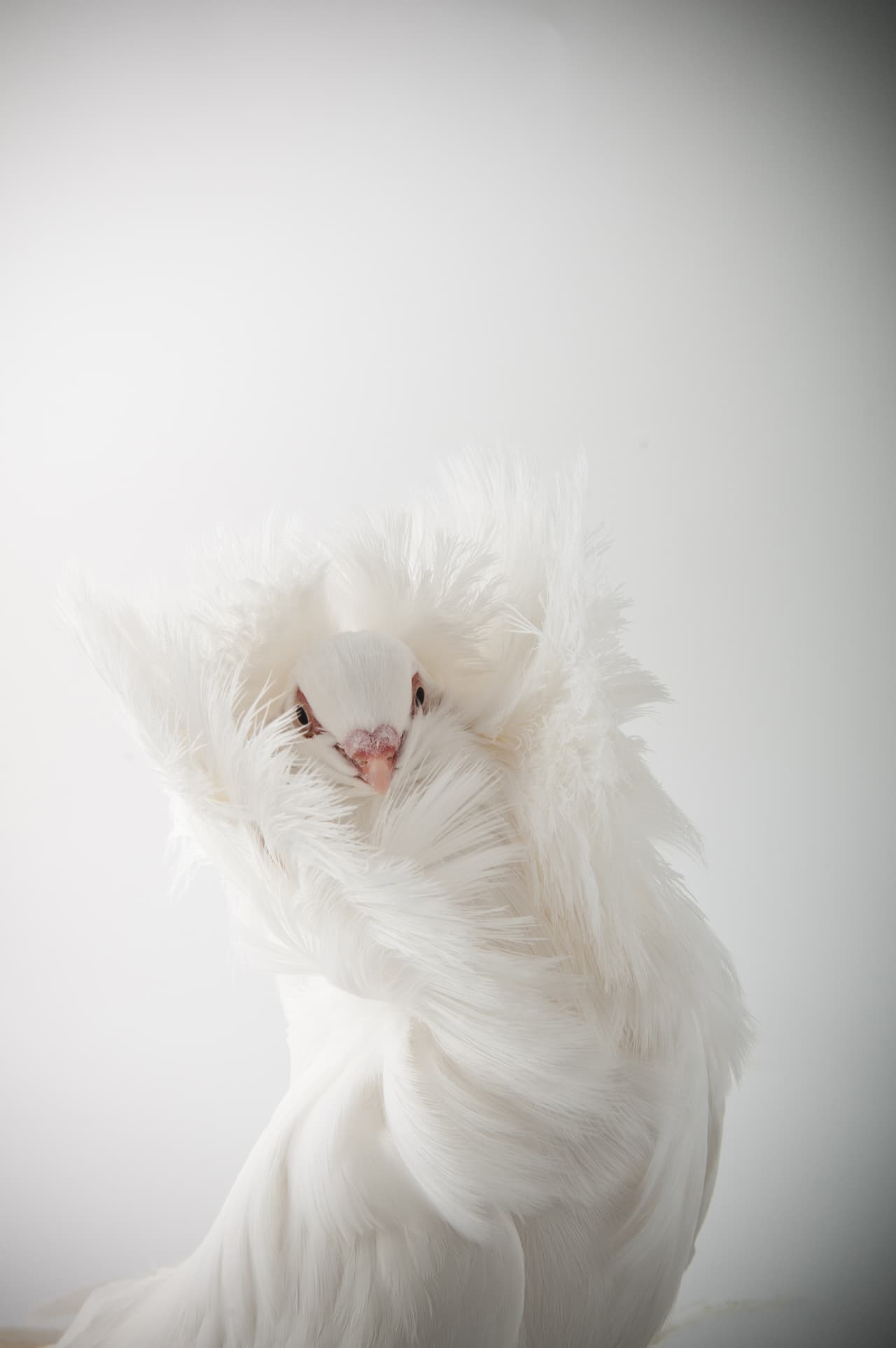 Él quería capturar la parte más fotogénica de las aves.