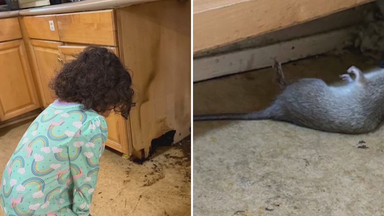 Denuncia de madres sobrevivientes de violencia doméstica: "ratas y cucarachas" dentro de las casas