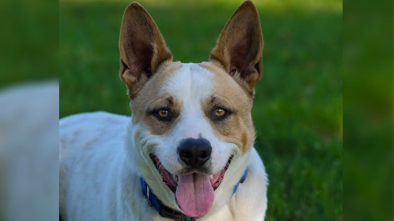 Dallas Animal Services (DAS), busca hogar para cientos de perros que están saturando los albergues de la ciudad, 
<b>alcanzando el 147% de su capacidad, lo que equivale a 442 perros</b>. Puedes acceder a la página de DAS 
<a href="https://bedallas90.org/" target="_blank">haciendo clic aquí</a>, o visitar el albergue en 1818 North Westmoreland Road para conocer las opciones. En la fotografía, puedes ver a Buster, listo para cautivarte con su atractivo aspecto y sus ojos conmovedores. Durante su estadía en DAS, 
<b>Buster se ha comportado de manera natural y amigable</b>. Tiene un año y su 
<b>ID es A1168510</b>.