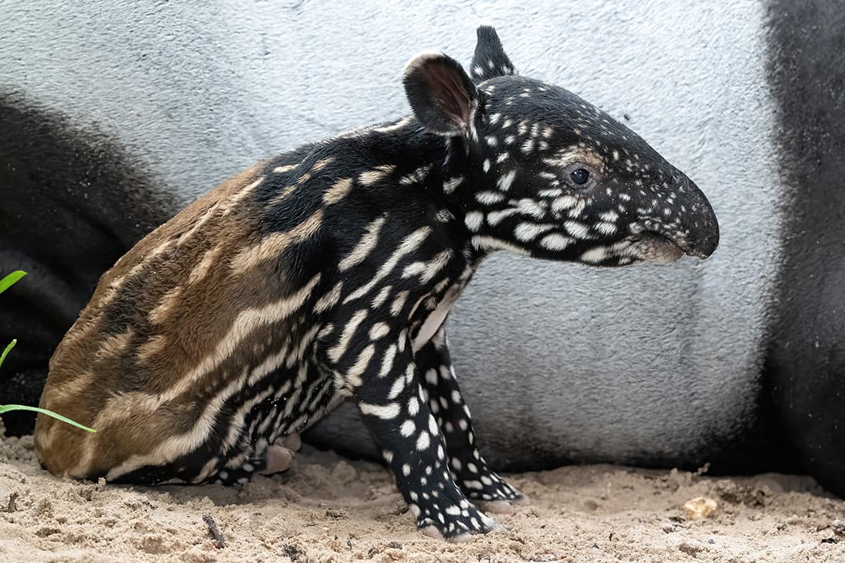 El tapir malayo recien nacido es un macho y su peso fue de 18,5 libras, informó el Zoo de Miami.