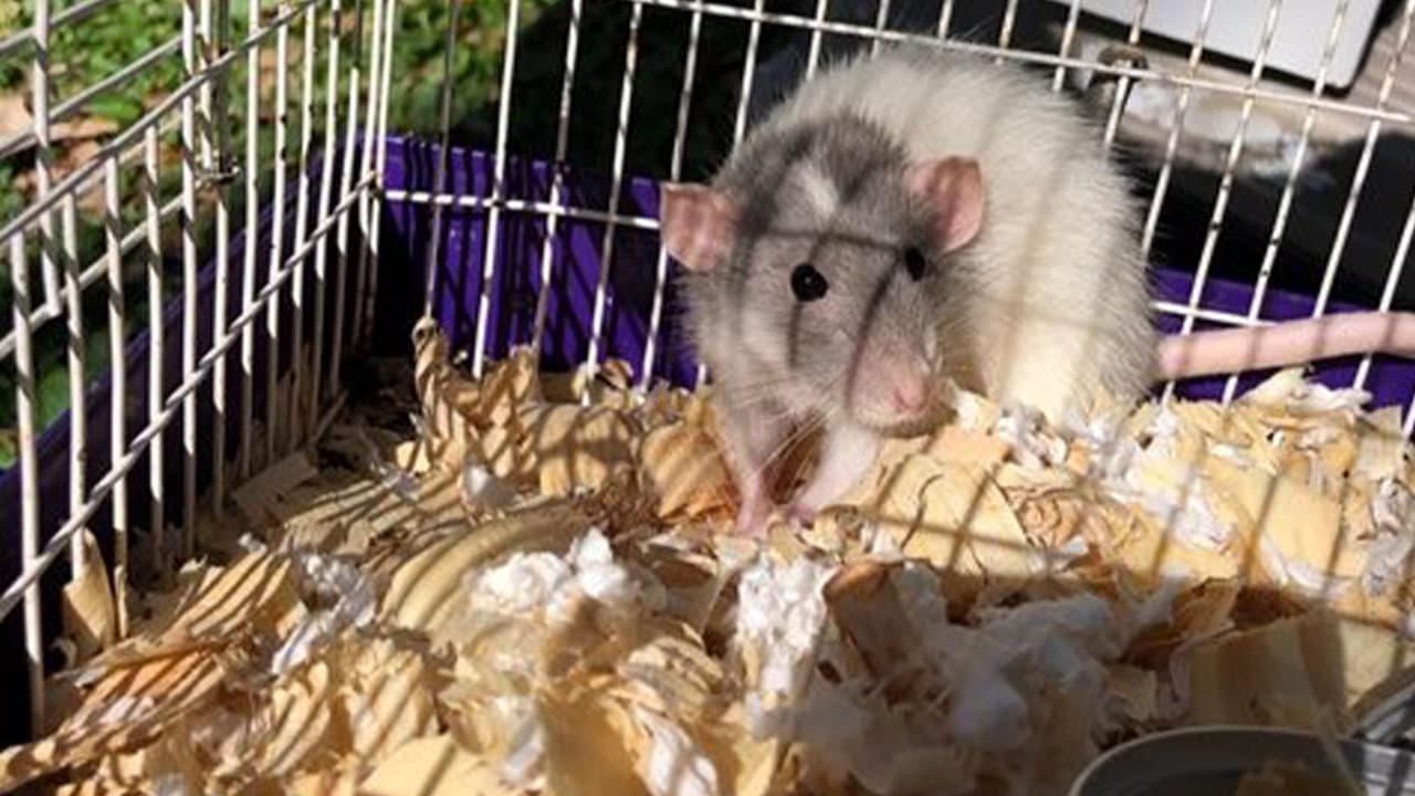 También encontraron jaulas con animales muertos.