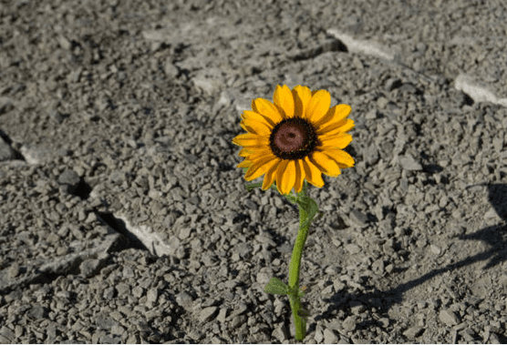 “Ser valiente no es no tener miedo, es enfrentarlo muerto de susto”: entrevista con el psicólogo Walter Riso 