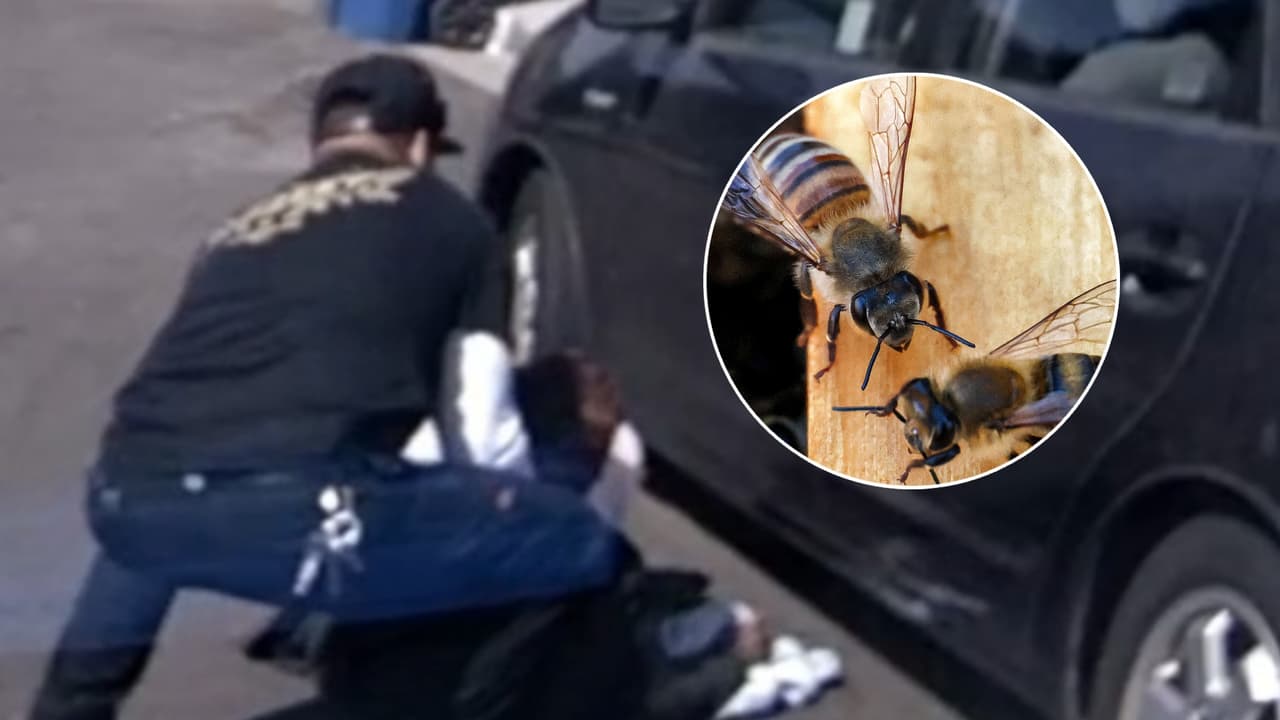 El momento en que una abuela es atacada por un enjambre de abejas y un buen samaritano la rescata