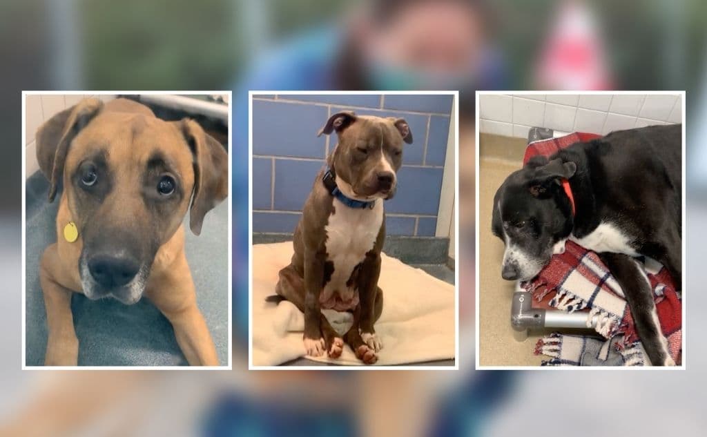 Decenas de perros están en riesgo de ser sacrificados por la saturación del refugio animal de Dallas