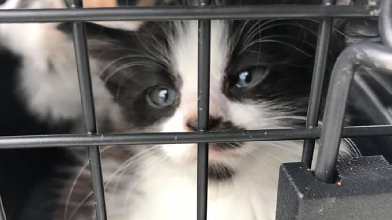 Las autoridades indicaron que las personas responsables podrían enfrentar cargos por abandono.