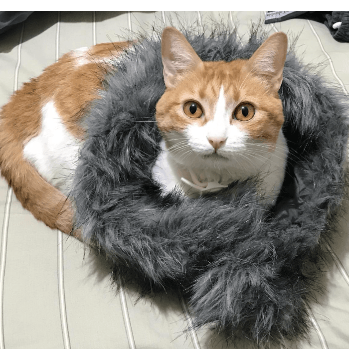 Nuestra minina Dandy, nos visita desde Chile y es una princesa consentida.