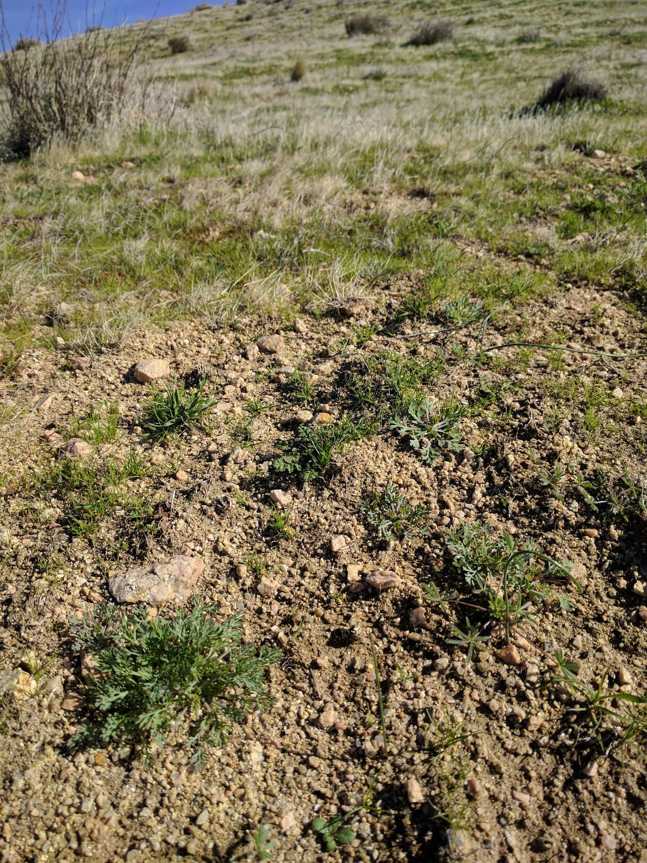 Hay plántulas, pero todavía no florean, advierten las autoridades.