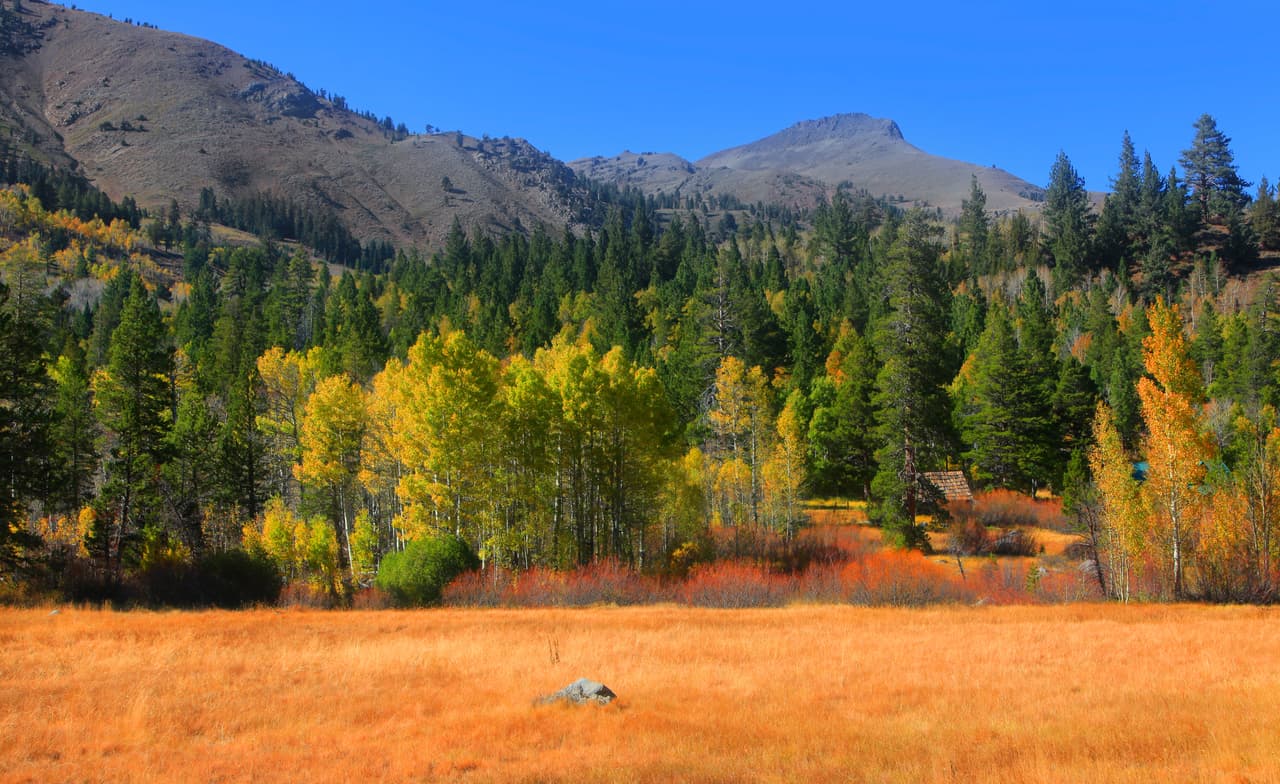 El pino “Jeffrey” es el árbol más común en la cuenca del lago Tahoe. Tiene agujas más largas que cualquier otro pino en la cuenca, de siete a 11 pulgadas de largo. Su corteza se distingue de todos los demás pinos debido a las fuertes resinas que le dan un olor a vainilla o piña.