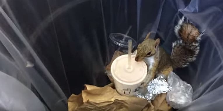 Ardilla golosa se lleva merengada de chocolate de un basurero