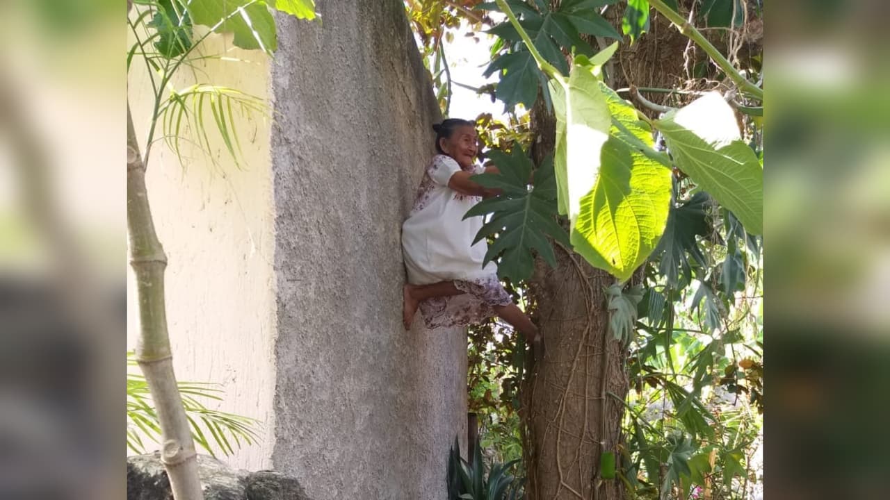 "Me siento fuerte": Doña Mechita, una abuela mexicana que a sus 88 años trepa árboles para bajar sus frutos y venderlos
